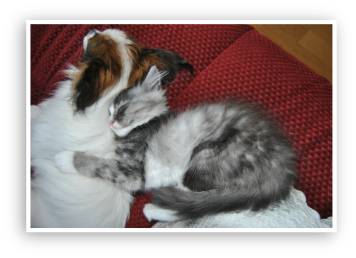 Kattbilder